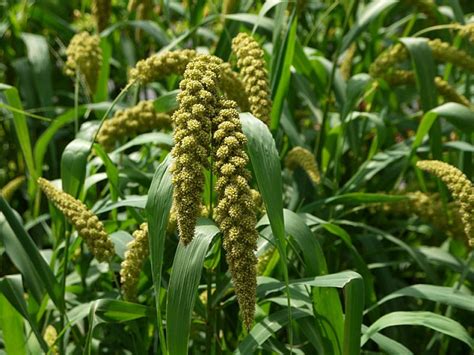 Cultivation Kakun or Foxtail Millet in India - Agrovista-Farming