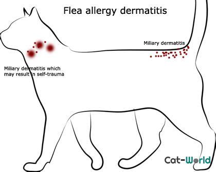 Flea allergy dermatitis in cats | Cat allergies, Cat skin problems, Cat fleas