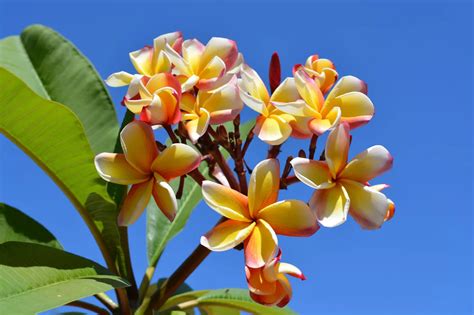 Plumeria Leaves Curling and Turning Brown: 5 Causes, Solutions & Best Care Tips
