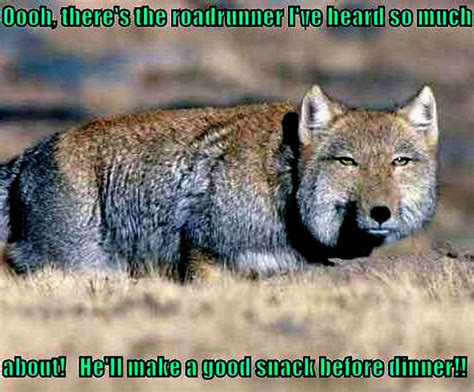 coyote funny - Animal Humor Photo (20320588) - Fanpop