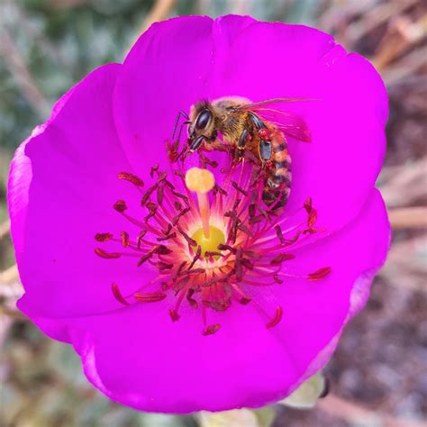 TOP 10 BEE-FRIENDLY FLOWERS - Beekeeping Like A Girl