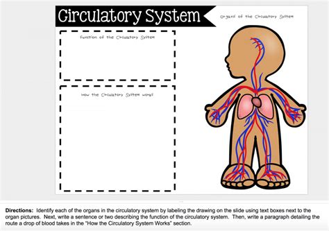 Circulatory system function for kids