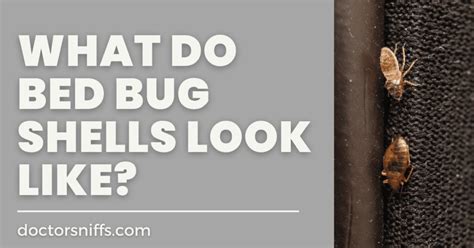 Bed Bug Shells: What Do They Look Like? (with Real Photos)