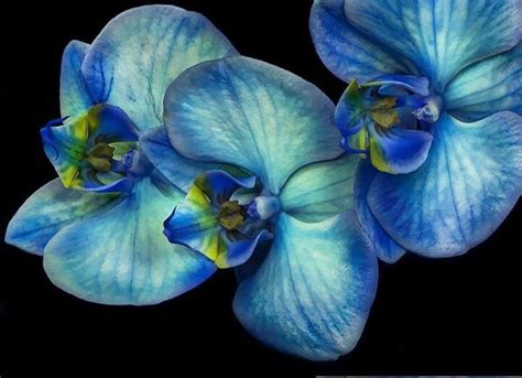 Blue Orchid...beautiful Blue Orchids, Shades Of Teal, Nature Garden ...