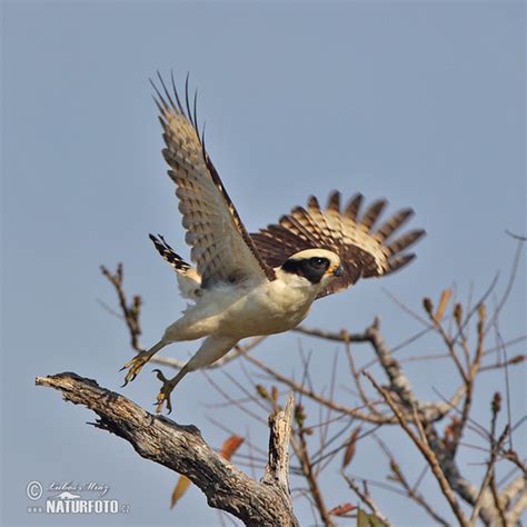 Laughing Falcon Photos, Laughing Falcon Images, Nature Wildlife ...