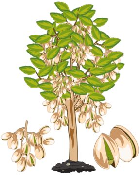 Pistachio Tree PNG Transparent Images Free Download | Vector Files | Pngtree