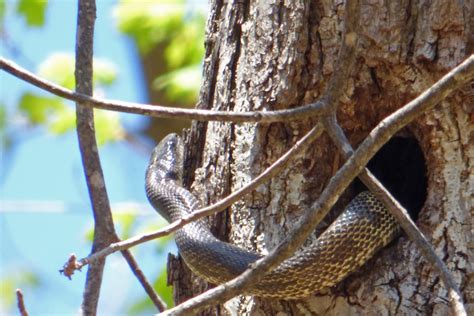 Snake in a Tree | Creasey Mahan Nature Preserve