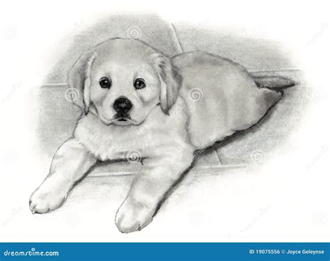 Pencil Drawing Golden Retriever Puppy Royalty Free Stock Image - Image ...