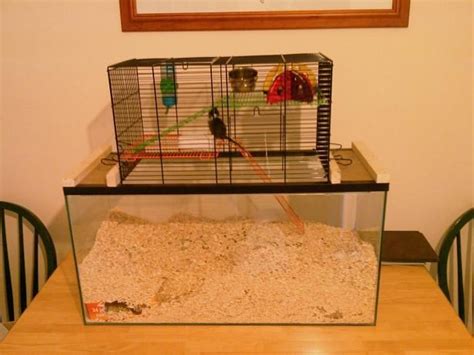 Gerbil Housing Pictures | The Gerbil Forum | Small animals, Horses ...