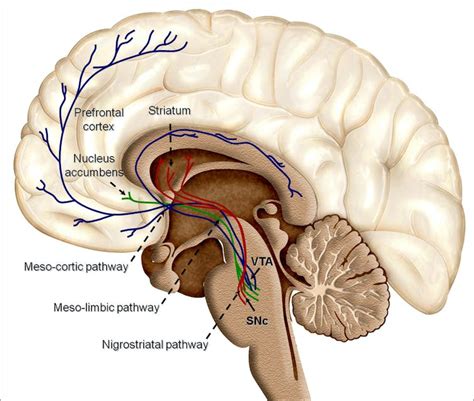 Explainer: what is dopamine – and is it to blame for our addictions?