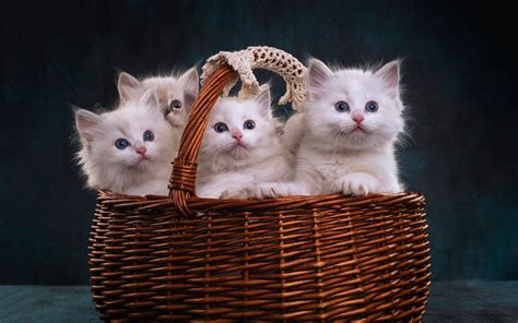 Wallpaper Four white kittens in a basket 1920x1200 Picture, Image