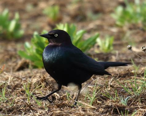 Brewer's Blackbird at Lake Cuyamaca - Greg in San Diego