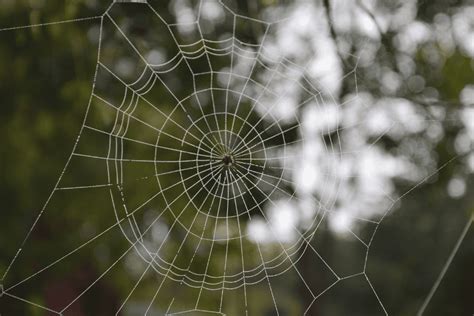 Are There Venomous Spiders in Copeland? | Household Pests