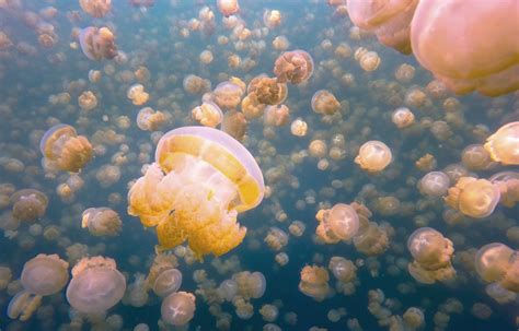 Jellyfish Lake, Palau - NetHugs.com