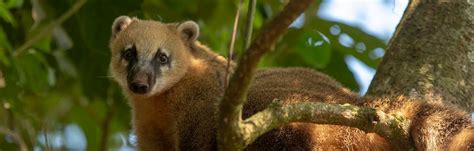 South American coatis at the Iguaçu Falls in Brazil