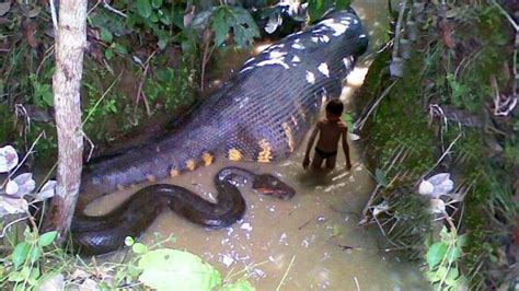 The biggest snake in the world - Latest Nigerian University and Polytechnic News