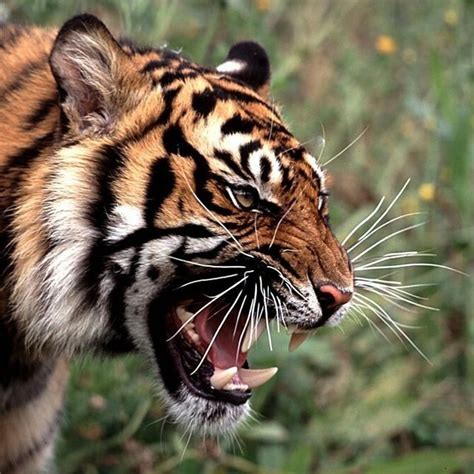 | Fotos de animales salvajes, Tigre de vengala, Animales salvajes