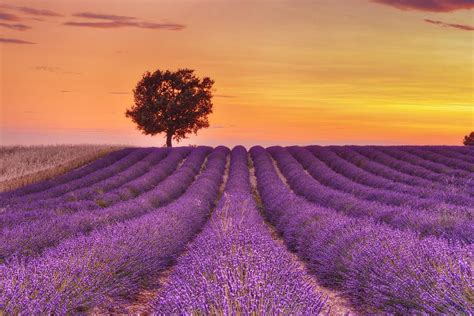english lavender field | Lavender fields france, Lavender fields ...