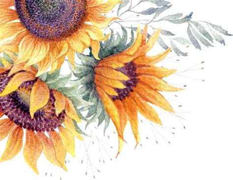 free watercolor sunflower clipart 10 free Cliparts | Download images on Clipground 2024