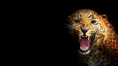 Black Leopard Background - WallpaperSafari