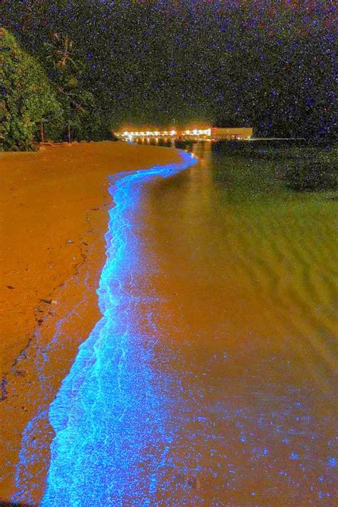 Mail2Day: Spectacular Glowing Beach of Maldives (8 pics)