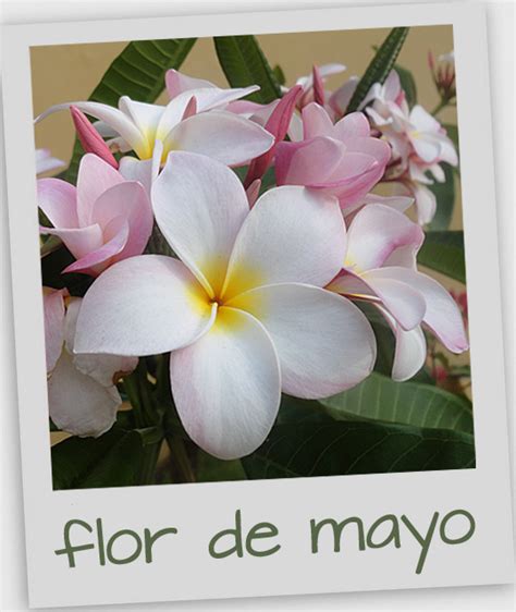 Flor de Mayo (Plumeria) in my Mazatlán garden – Countdown to Mexico