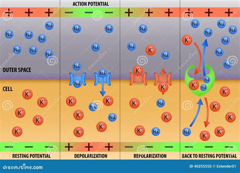 Top 182 + Neuron action potential animation - Lifewithvernonhoward.com