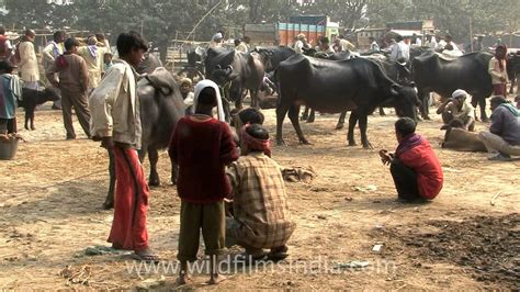 Sonepur Cattle Fair - Alchetron, The Free Social Encyclopedia