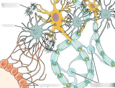 neurons and neuroglia Diagram | Quizlet