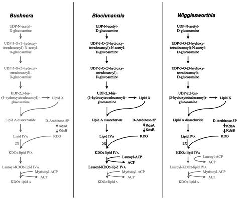 Lipid A biosynthesis. Biosynthesis pathways of lipid A in the different... | Download Scientific ...