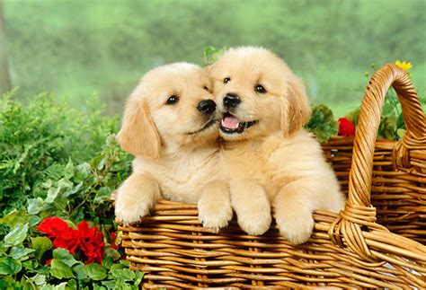 Golden Retriever Puppies Pictures - Cute and Adorable