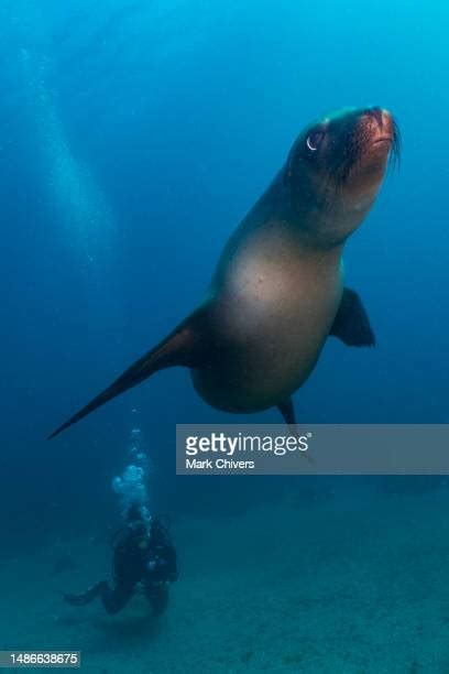 93 Sea Lion Teeth Stock Photos, High-Res Pictures, and Images - Getty ...