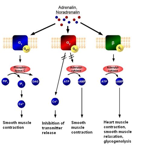 Difference Between Adrenergic and Cholinergic Receptors | Compare the ...