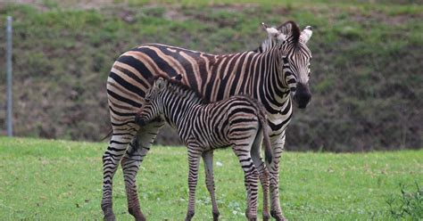 Birth of Zebra foal ends successful year at the Zoo | Taronga Conservation Society Australia