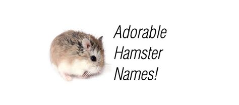 Dwarf Hamster Names - Dwarf Hamster Types