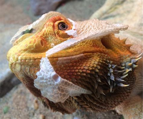How Often Do Bearded Dragons Shed? | Jabberwock Reptiles