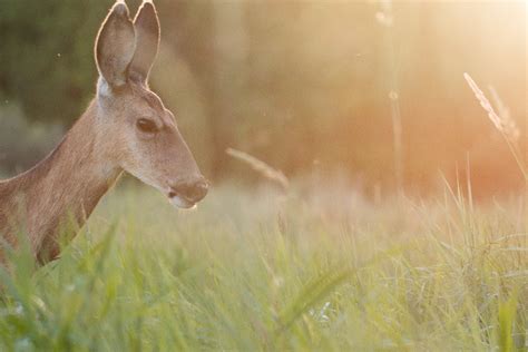 Best Places For Amazing Wildlife Viewing In Washington