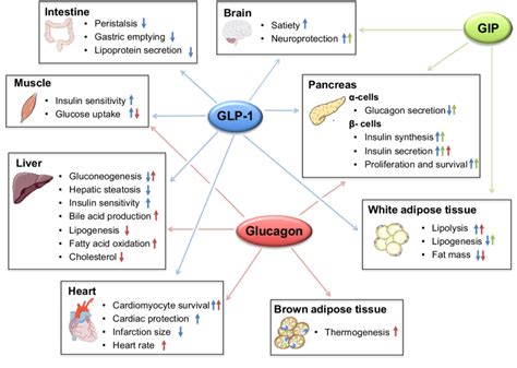 Comparing the Big 3, Semaglutide, Tirzepatide and Retatrutide : r/Mounjaro