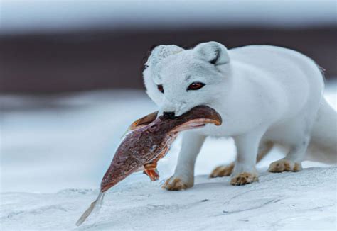 What Do Arctic Foxes Eat? Discover Their Diet in the Arctic Circle - FoxAuthority