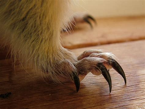 14 best claws (AS) images on Pinterest | Claws, Bird and European robin