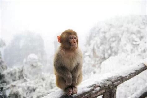 Zhangjiajie Guests Adored Cute Monkeys in Snow-Covered Huangshi Village - China Top Trip