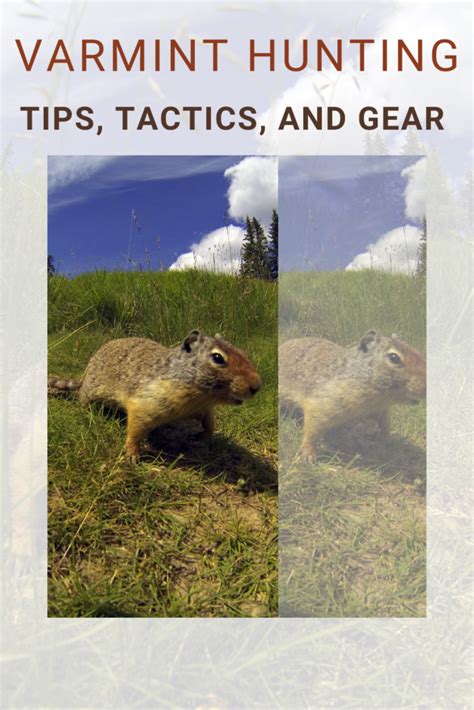 Varmint Hunting: Tips, Tactics, and Gear for the Best Results