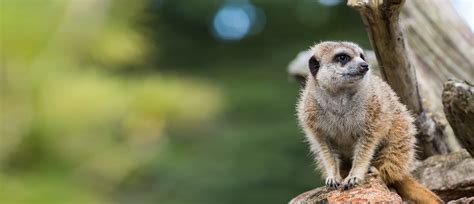 Meerkat | Carnivorous Desert Animals | Auckland Zoo