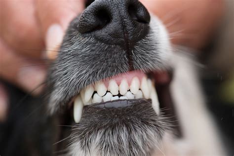 Why are my Dog’s Teeth Chattering? - Little Silver Animal Hospital