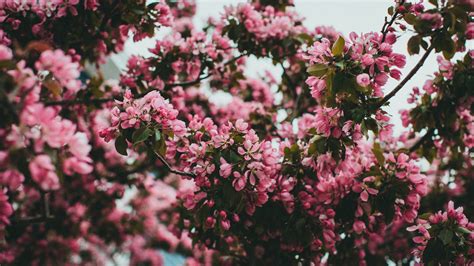 Spring, flowering tree Wallpaper 3840x2160 4K Ultra HD