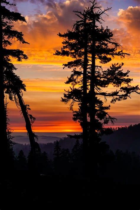 Quite possibly the best picture I’ll will ever take in my life. : pics | Forest sunset, Sunset ...