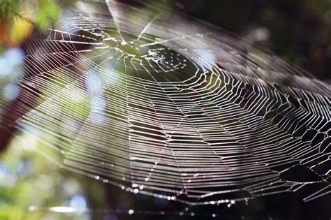 Spiders | Habitat + Diet + Behavior + Facts | - Science4Fun