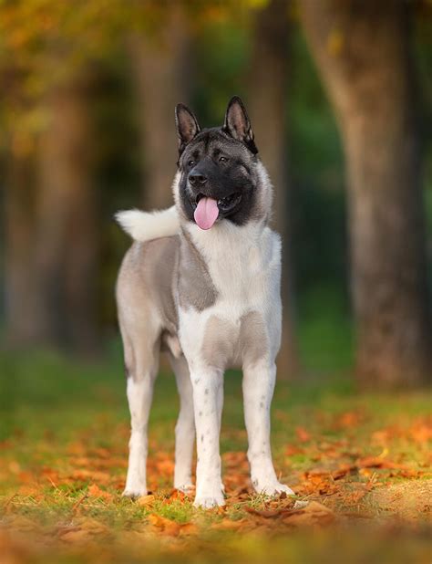 American Akita: Größe, Gewicht, Wesen, Temperament, Erziehung