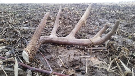 Shed Antler Hunting -- tips to help you find more shed antlers!