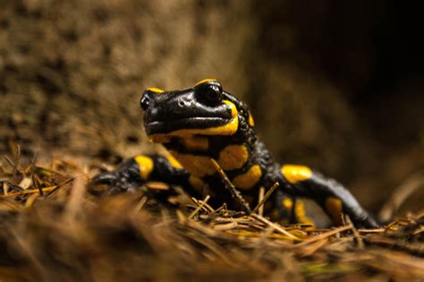 Fire salamander by xs2RFosh on DeviantArt